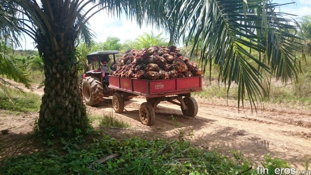 Finca Palmera en Producción - Finca en Granada, Meta